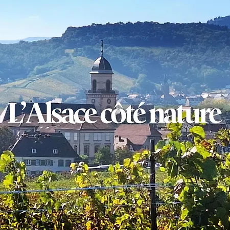 Le Moenchborn - La Maison Des Vignerons * オルシュヴィラー